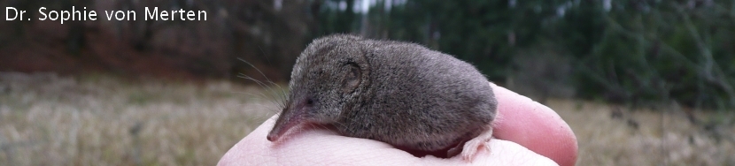 polilla