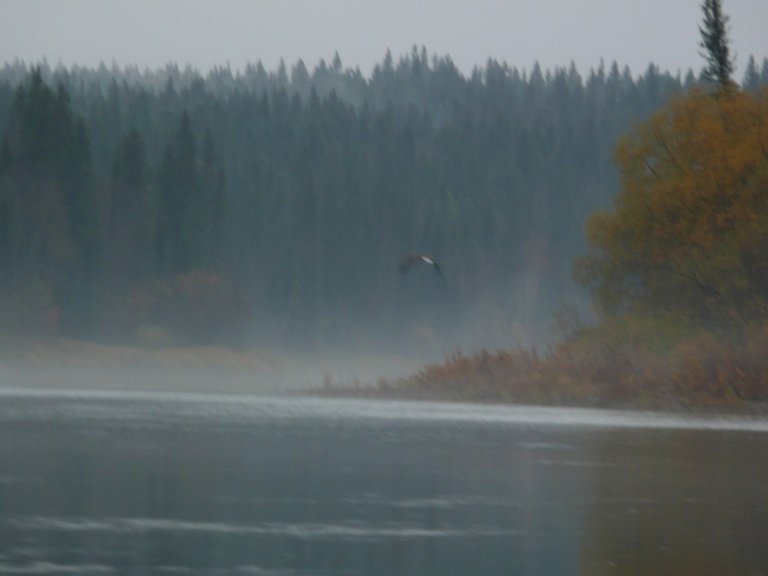 whitetailedeaglehuntingsuccesfullyonducks.jpg